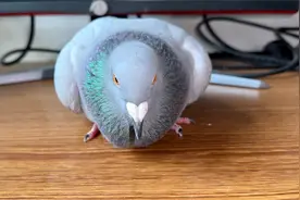 从小养大的鸽子会把主人当情侣？视频封面