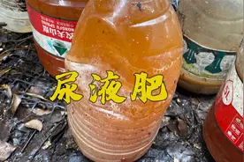 人体尿液是非常好的氮肥来源你别忽视了视频封面