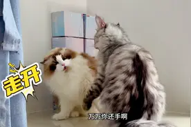 缅因猫太闲了，只想和布偶猫撩闲、打架！