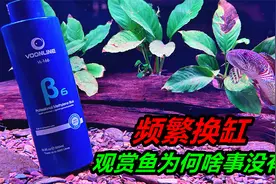 秋冬季节鱼病高发，饲养观赏鱼需要多加注意，最好常备亚甲基蓝视频封面