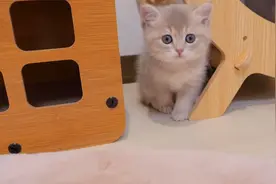 看到刚睡醒的小猫被主人宠着，真是太可爱了……