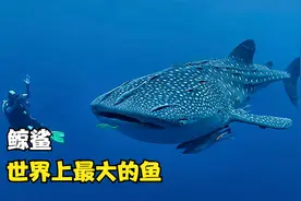 世界上最大的鱼，鲸鲨！居然只吃小鱼小虾视频封面