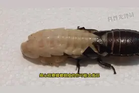 小强换壳：上面居然还带有小蜱虫