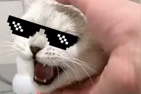 竟然有会唱歌的猫 ？