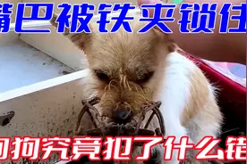 狗狗的嘴巴被铁夹锁住，它究竟犯了什么错？遭到这般非人的对待视频封面