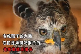 专吃猴子的大雕，它们是如何吃猴子的？先啄眼睛再爆头