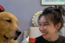 一只最会配合的金毛，无条件配合小姐姐表演，尴尬又不失礼貌！视频封面