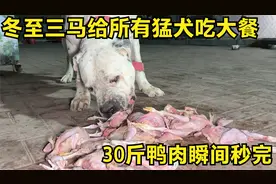 冬至三马给所有猛犬吃大餐，30斤鸭肉瞬间秒完，狼吞虎咽真满足！视频封面