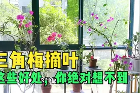 三角梅摘叶，这些好处，你绝对想不到，三角梅养护方法和注意事项视频封面