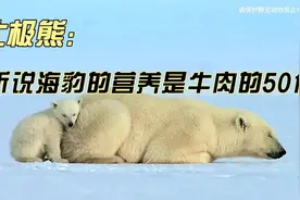 北极熊：听说海豹的营养是牛肉的50倍！视频封面