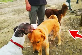 母犬被当成空气，公犬彼此之间兴趣浓厚.