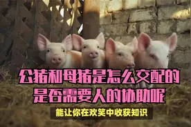 公猪和母猪是怎么交配的？是否需要人的协助呢？