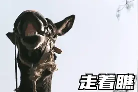 荒唐年代，两头驴和一个人的故事视频封面