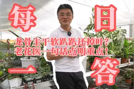 龙骨主干软趴趴还掉叶，老花医一句话点明重点！视频封面
