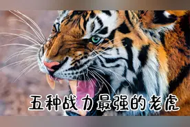 五种战力最强老虎，孟加拉虎第三，东北虎第二，白虎第一？