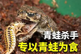 昆虫界的复仇者！这只虫子专以青蛙为食，刚出生就开始了疯狂猎杀