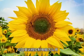 向日葵远程控制电脑怎么用