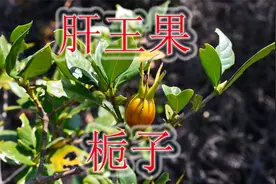 南方山区野果“栀子”，植物号称“肝王果”，有哪些用途与价值？视频封面