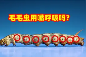 毛毛虫用嘴巴呼吸吗？毛毛虫有几条腿呢？