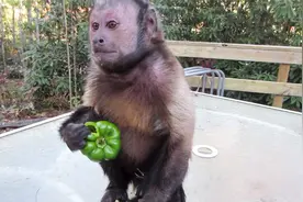 猴哥吃辣椒辣到怀疑人生，把自己抓得满脸通红视频封面