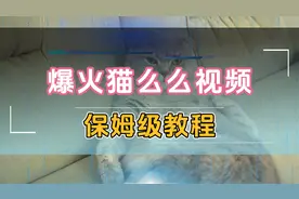 爆火的猫meme视频，最新保姆级教程来了！