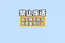哈士奇为什么不怕冷