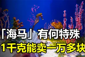 海马竟比银子还贵，1千克能卖一万多块，它究竟有什么特殊之处？视频封面