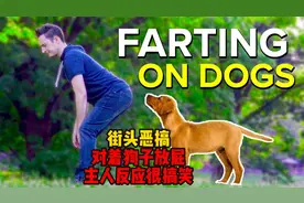 街头恶搞：对着狗子放屁，主人反应很搞笑视频封面