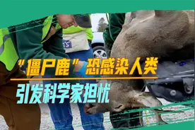 “僵尸鹿”病毒在美国广泛蔓延，感染后大脑空洞，恐感染人类