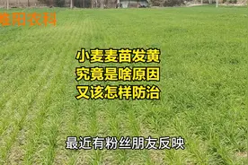 小麦麦苗发黄，究竟是啥原因，又该怎样防治视频封面