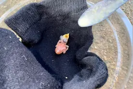 小学生捡到的鸟宝宝，放给我家文鸟带，希望能活下去视频封面