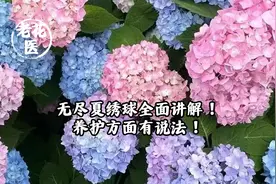 无尽夏绣球全面讲解！养护方面有说法！