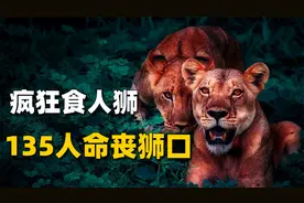 两头雄狮疯狂捕食人类，135人命丧狮口，吓的几千人罢工逃亡视频封面