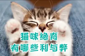 猫咪绝育有哪些利与弊