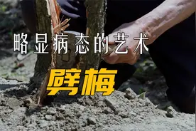 老人将梅树活生生劈开，这得多疼啊？！视频封面
