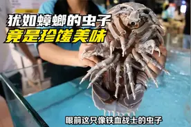 这种外貌丑陋的虫子，竟是蟑螂远房亲戚，做成的蛋炒饭，你想尝么视频封面