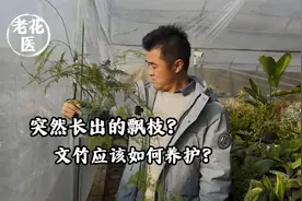 突然长出的飘枝？文竹应该如何养护？视频封面
