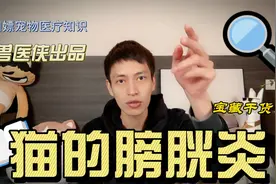 猫咪尿频，尿血到底是怎么一回事？一个视频给你讲清楚视频封面