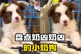 盘点奶凶奶凶的小奶狗，又可爱又好笑