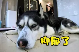 这只二哈好像抑郁了，天天对着窗外发呆，最终的原因让人啼笑皆非视频封面