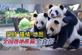 分布在全国70多个地方的大熊猫们，在江浙沪“打工”的滚滚最多视频封面