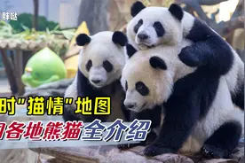分布在全国70多个地方的大熊猫们，在江浙沪“打工”的滚滚最多视频封面