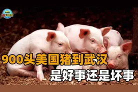 900头猪坐飞机到武汉！我国大量进口外国种猪，为何不用本土的？视频封面