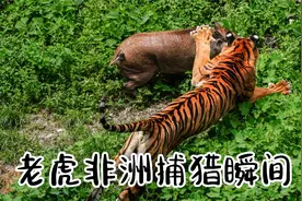 老虎非洲组团捕猎干狮子，天上飞的地下跑的都是盘中餐！