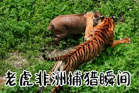 老虎非洲组团捕猎干狮子，天上飞的地下跑的都是盘中餐！视频封面