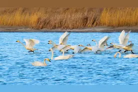 天鹅集体起飞前的那一刻，点头仪式感满满！