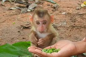 小伙喂小猴子吃食物，吃到美味时从眼神中看出了活力视频封面