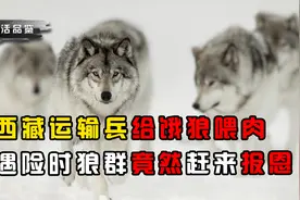 西藏运输兵遭饿狼围车，靠扔猪肉躲过一劫，遇险时狼群竟赶来报恩视频封面
