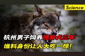 杭州男子收留怪异犬，饲养三年才得知真实身份，身份让人泪目！视频封面