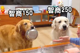 正常金毛vs大聪明金毛，原来狗与狗差距这么大！